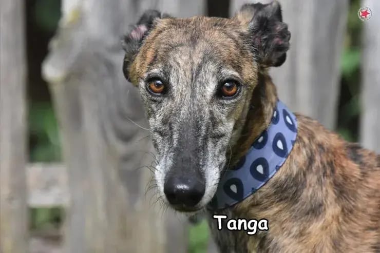 Tanga gallery image 2