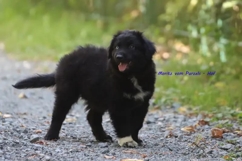 Moritz – щенок Australian Shepherd – Фото 2