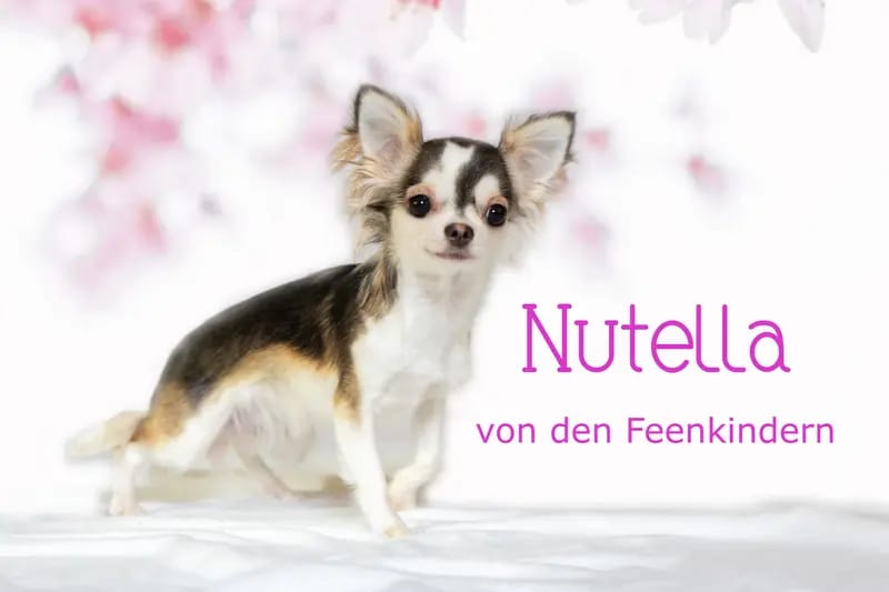Nutella von den Feenkindern gallery image 2