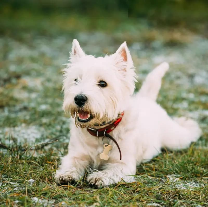 West Highland White Terrier – hunderace
