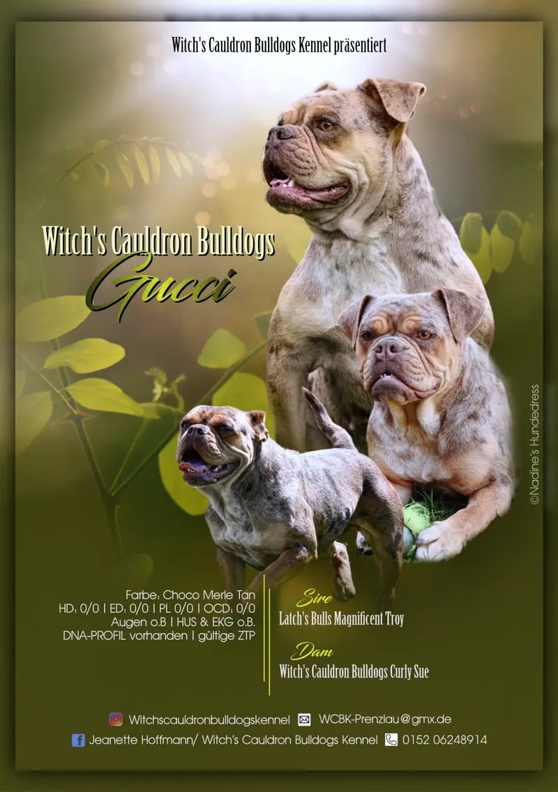 Witch's Cauldron Bulldogs Kennel gallery image 4