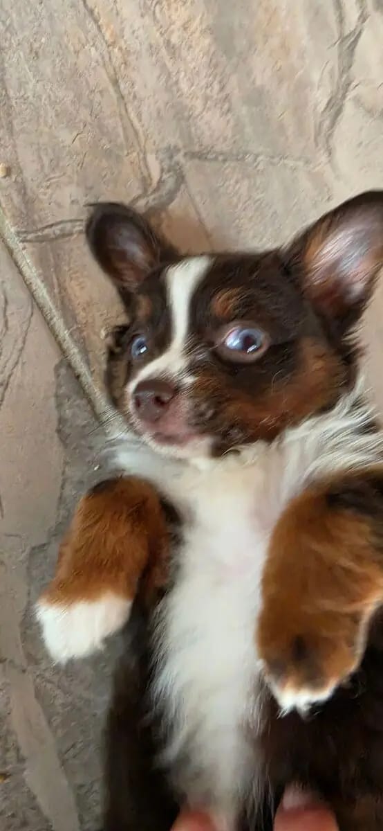 Toy Australian Shepherd auf herzens suche – Australian Shepherd hvalp – Billede 2