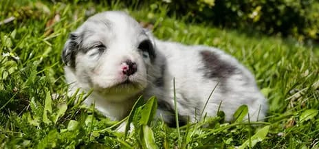 Blue Merle bi Hündin gallery image 2