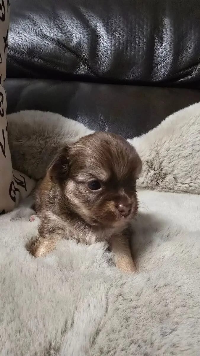 Chihuahua Rüde, LH, aus Körzucht gallery image 4