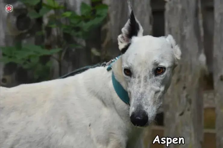 Aspen gallery image 3