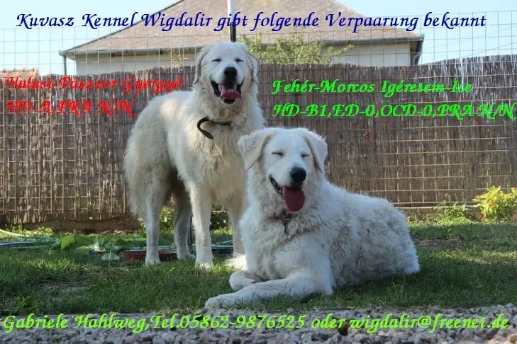 Wigdalir Kuvasz Zucht nur mit Ungarischen Linien gallery image 3