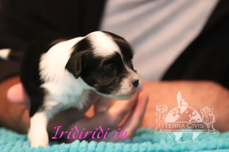 Iridiridi – Chinese Crested Dog Welpe – Bild 4