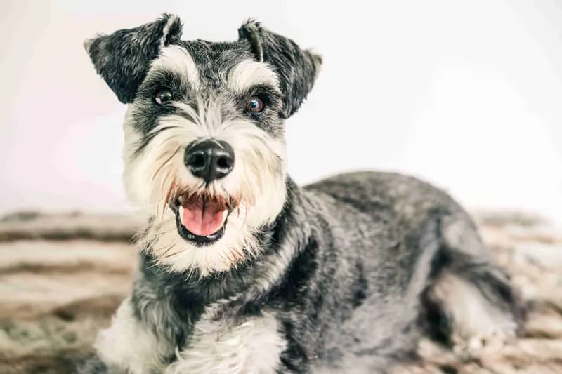 Dværgschnauzer – hunderace