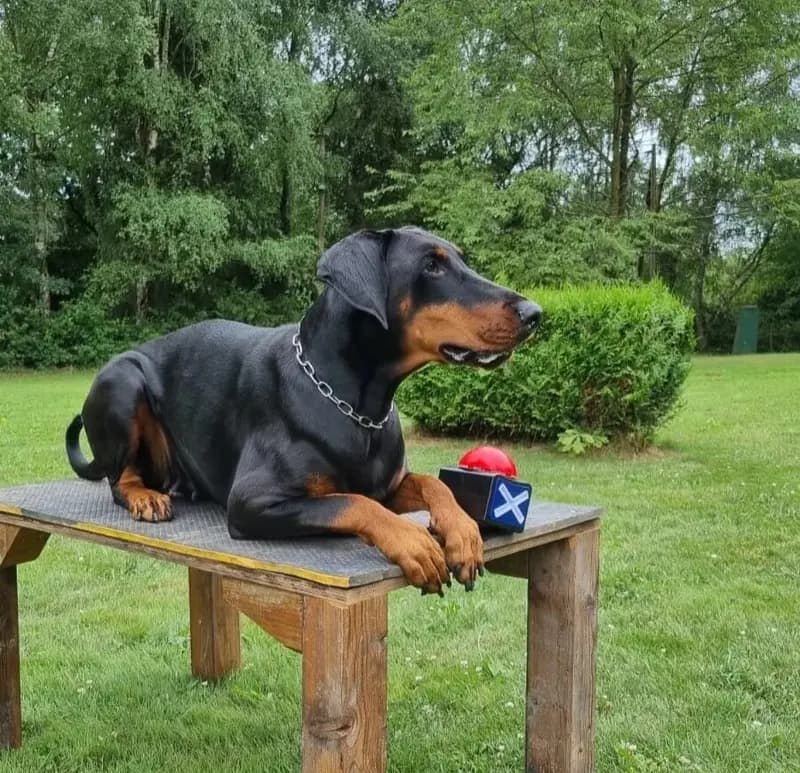 Dobermann – hunderace