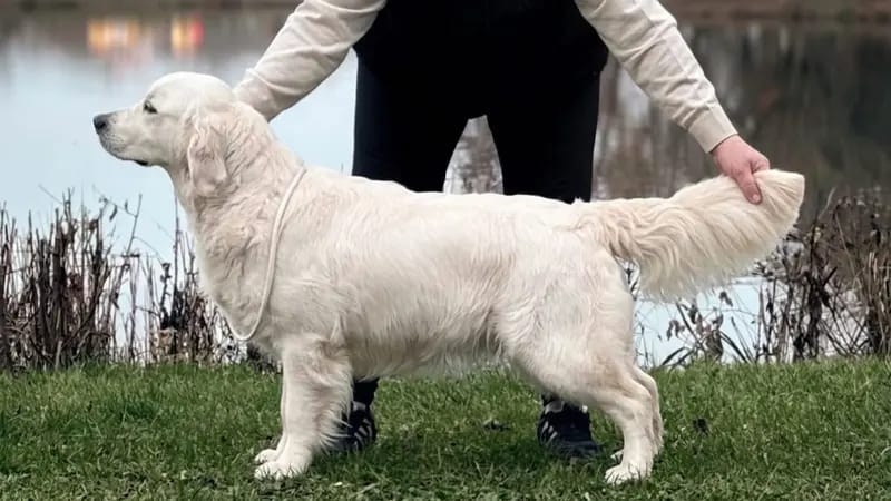 Geprüfter Golden Retriever Züchter seit 1996. gallery image 2