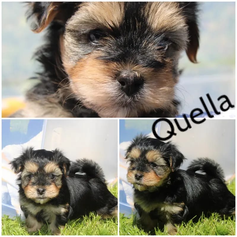 Quella gallery image 3