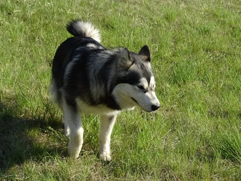 Yukon Alaska Malamutes gallery image 2