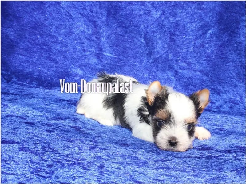 Reinrassige Biewer Yorkshire Terrier Rüde. gallery image 2