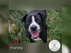 Felix gallery image 4