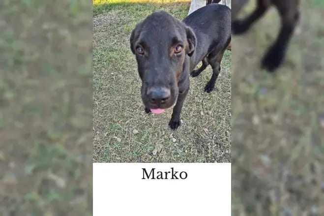 Marko gallery image 4