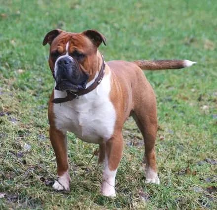 Old English Bulldog – hunderace