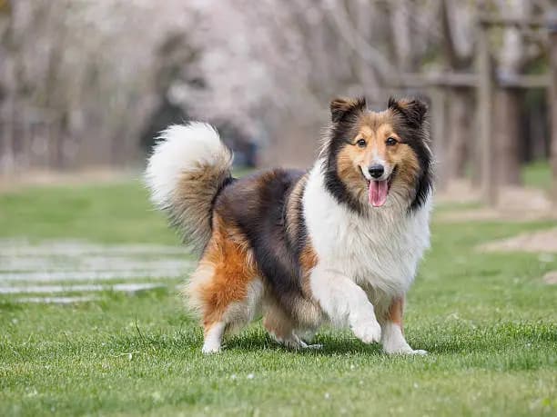 Shetland Sheepdog – hunderace