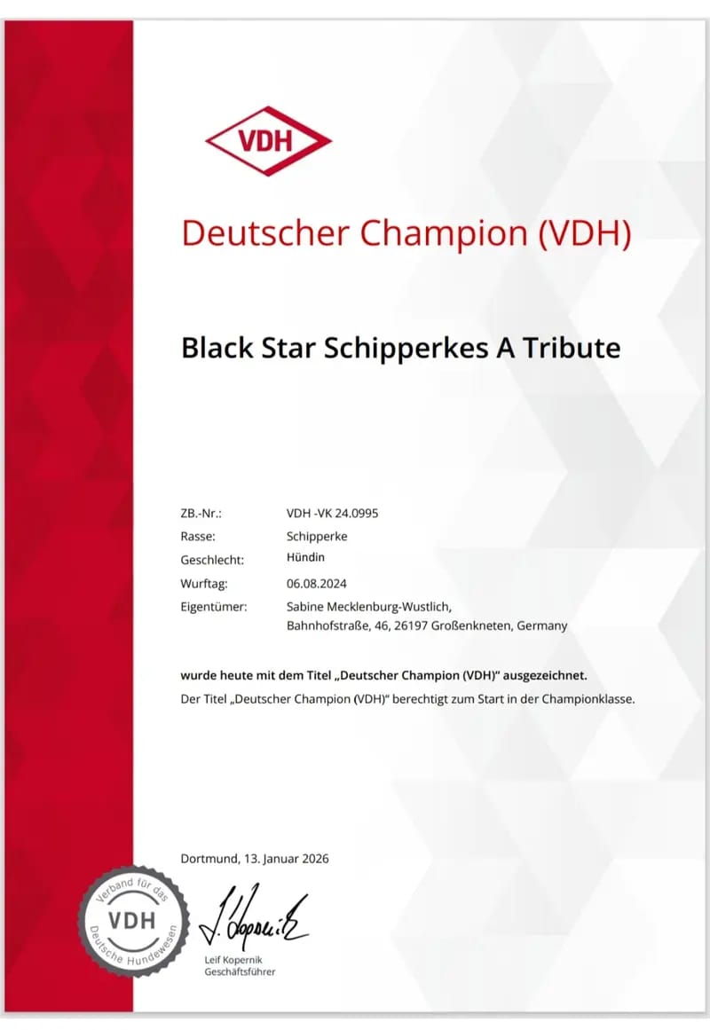 Black Star Schipperkes A Tribute gallery image 4