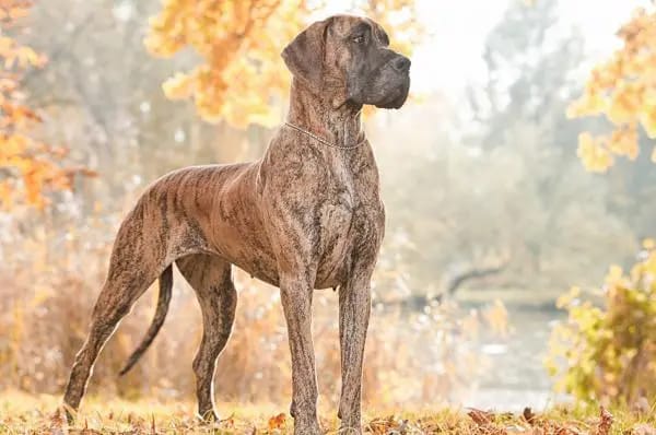 Deutsche Doggen von Borchers` Hoff gallery image 4