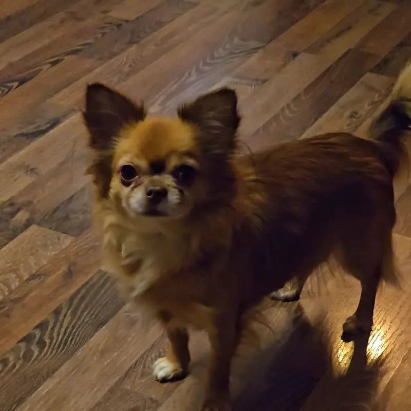 Chihuahua Hündin in Langhaar hat ihr neues Zuhause gefunden. gallery image 3