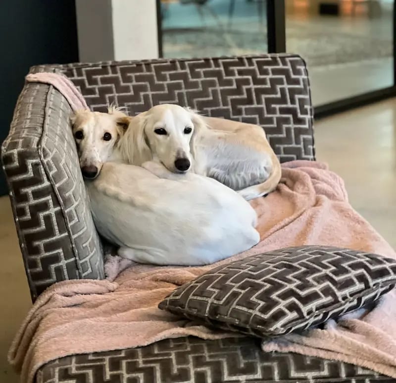 Saluki, persischer Windhund, Wurfankündigung gallery image 4