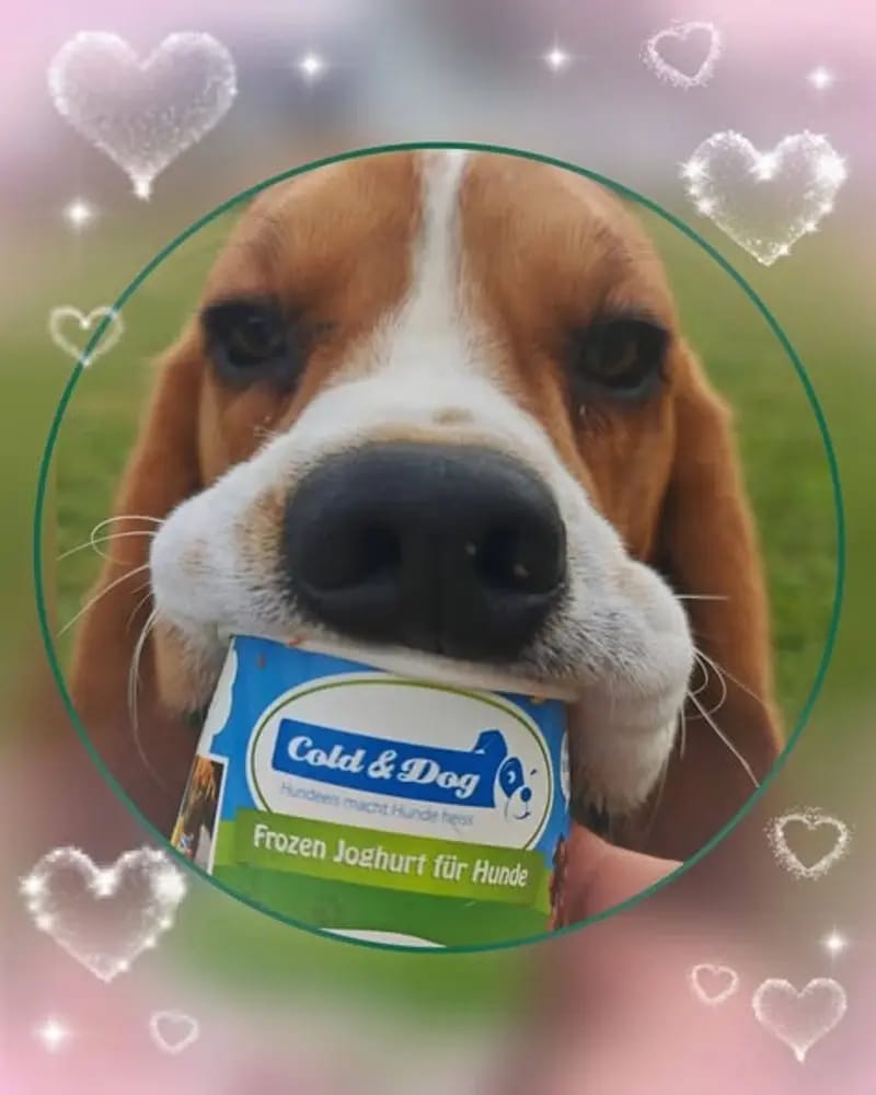 Beagle-Deckrüde \"Chewie\" gallery image 3