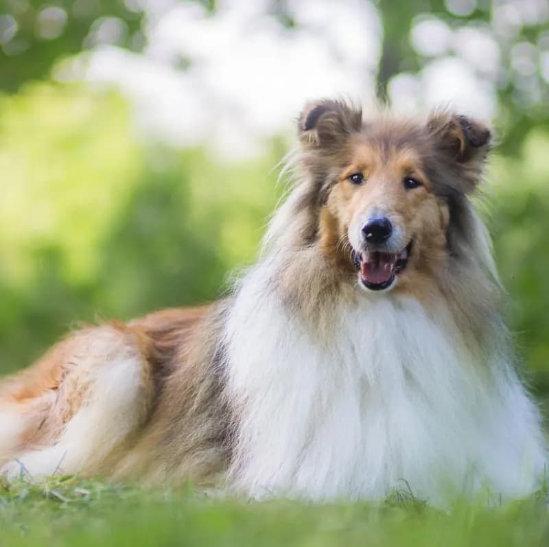 Langhåret Collie – hunderace
