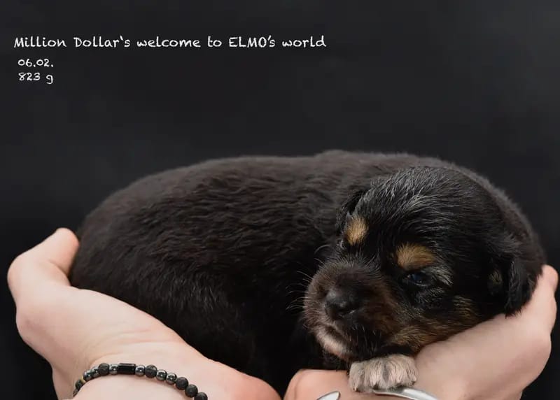Welcome to Elmo‘s World gallery image 2