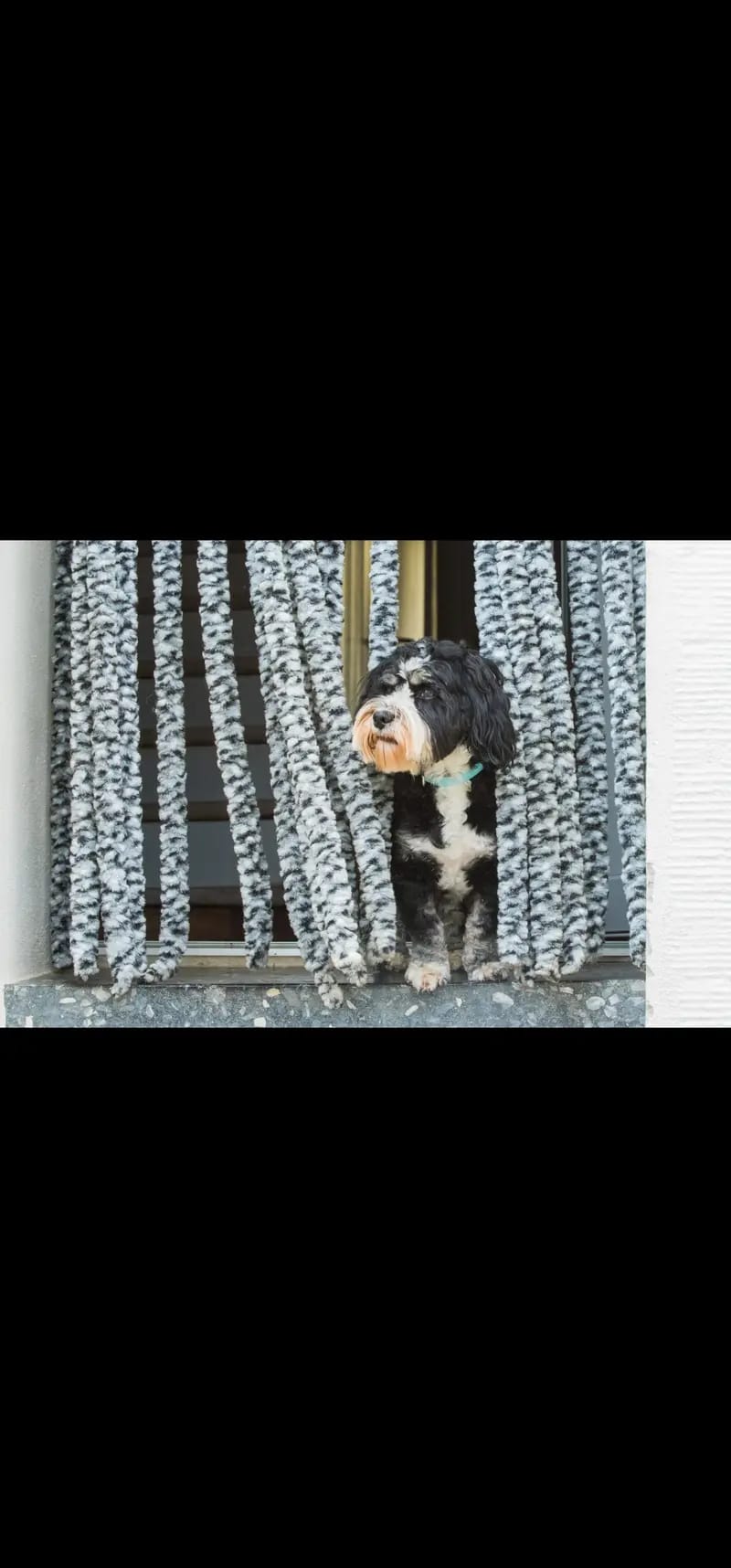 Willi from the fairy tail havanese gallery image 2