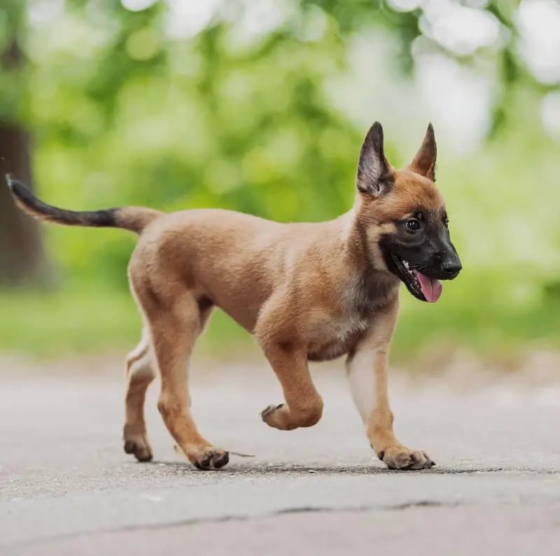 Malinois – hunderace