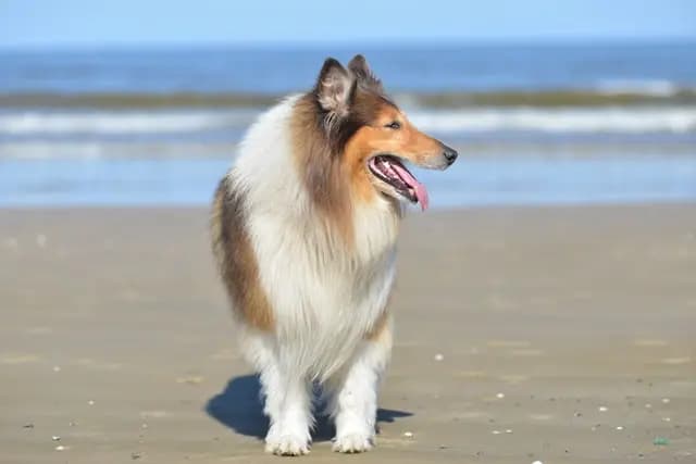 Britisk Collie – hunderace