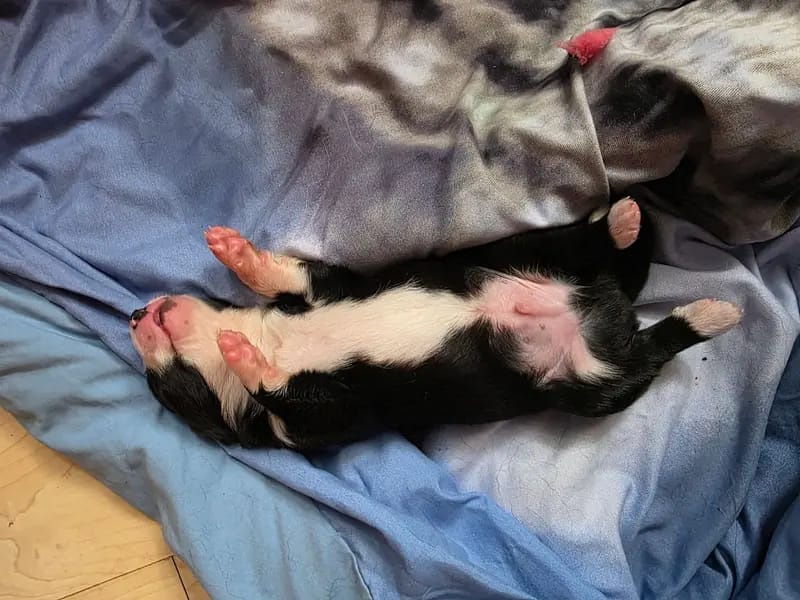 Australian Shepherd Welpen ab anfang Oktober – Australian Shepherd Welpe – Bild 3
