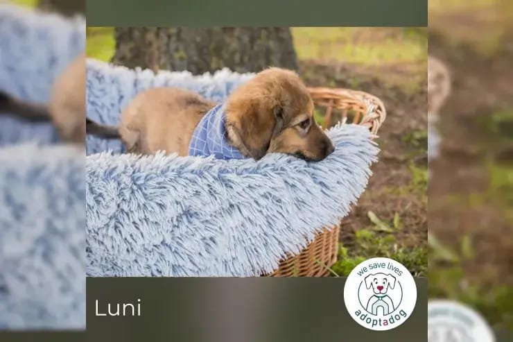 Luni gallery image 2