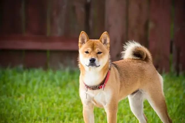 Akita – hunderace