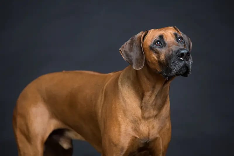 Tierärztliche Rhodesian Ridgebackzucht a Via Canis von Frau Dr. Tina Johann gallery image 3