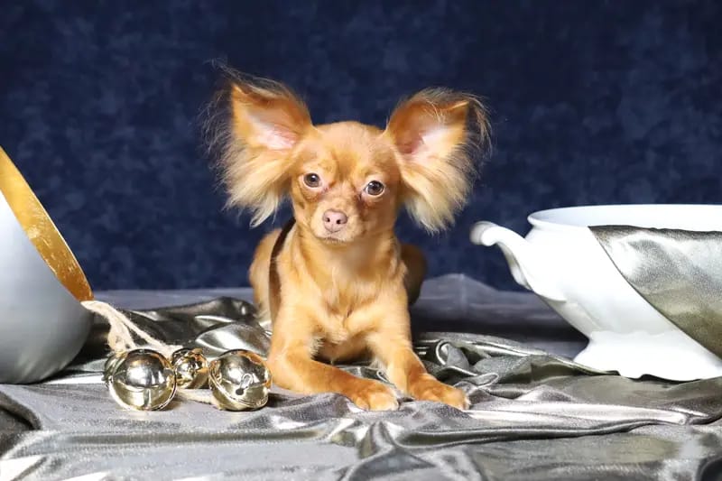 Hundezucht "von Toy-Hit" gallery image 2