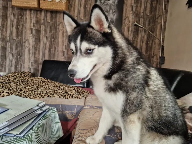 Lara Pomsky Tyler gallery image 4