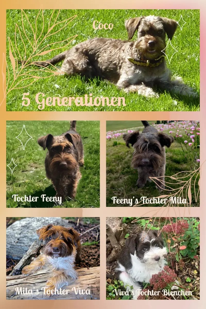 Ehrenbürg-Zwerge (American Schnauzer) gallery image 2