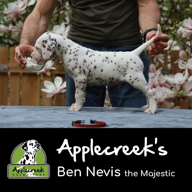 Applecreek’s Ben Nevis the Majestic gallery image 4