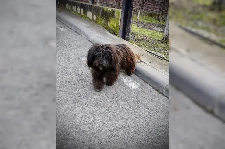 Mopi (in Rumänien) gallery image 4
