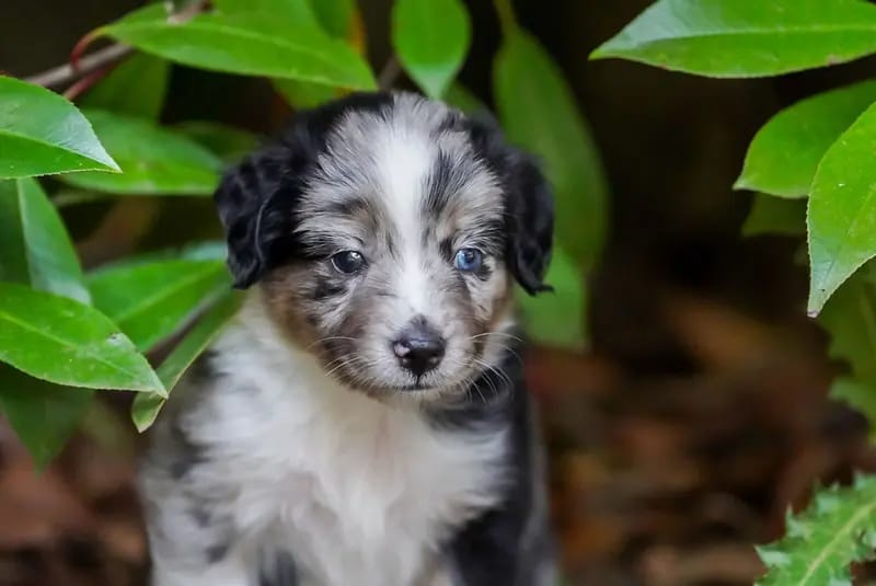 Unsere kleinen Mini Australian Shepherd Herzensbrecher suchen noch ihr perfektes Zuhause gallery image 2