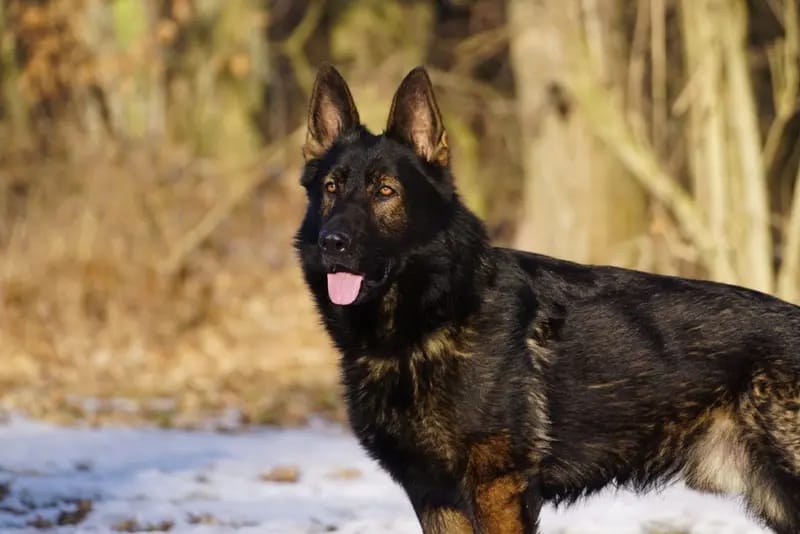 Schäferhunde vom Deutschen Rosenstamm gallery image 2