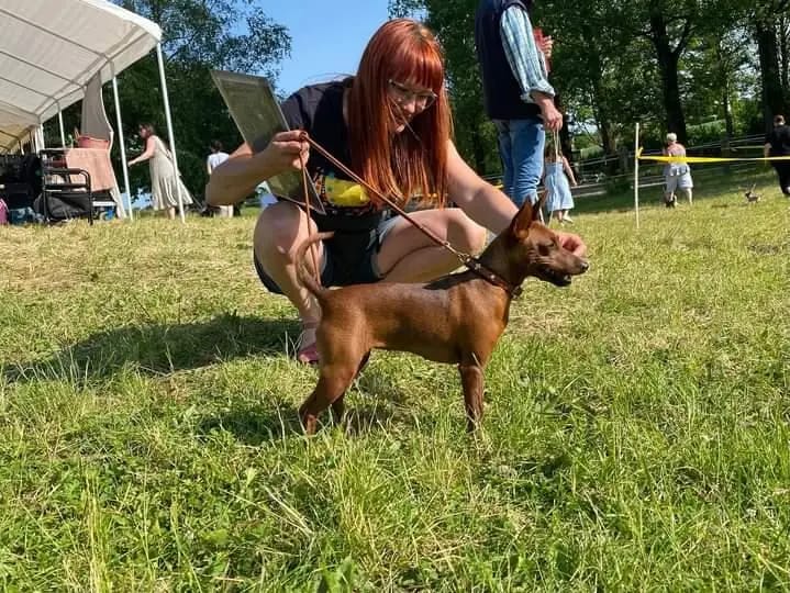 Lowermillzwergpinscher gallery image 3