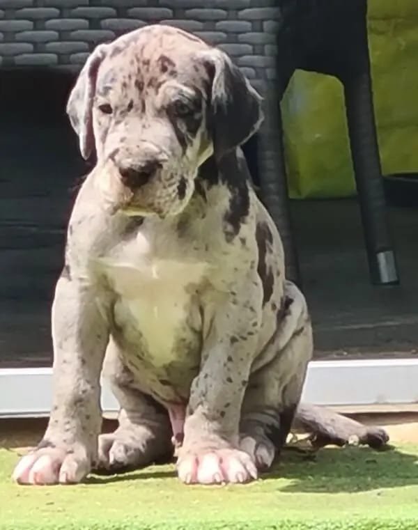 Bandit von der Waldschmiede gallery image 3