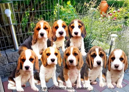 Master of Dumphill Beagle Kennel gallery image 2