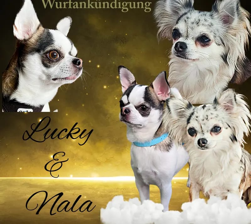Hündin 4 gallery image 2