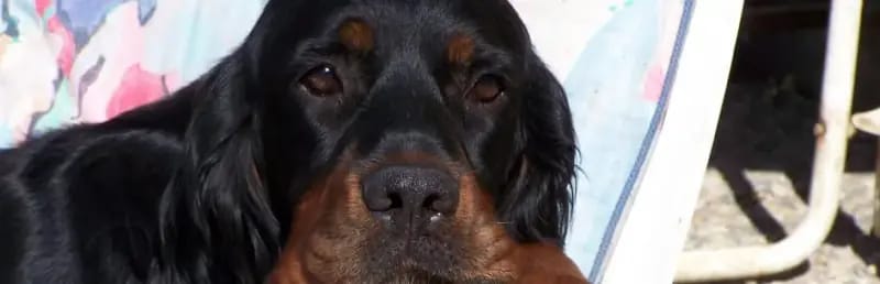 Miss Jolene – Gordon Setter hvalp – Billede 2