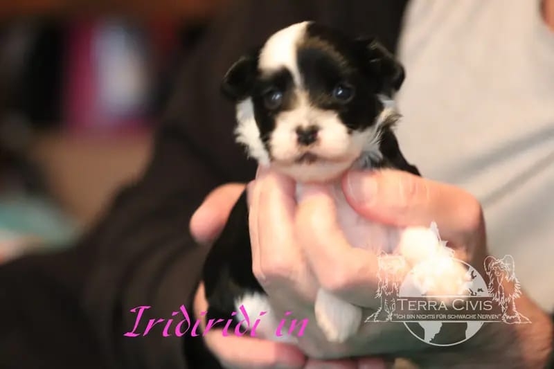 Iridiridi – Chinese Crested Dog Welpe – Bild 3