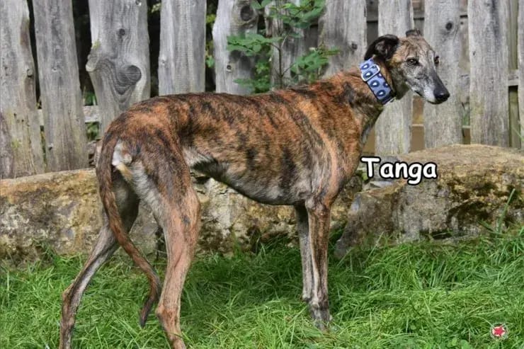 Tanga gallery image 4
