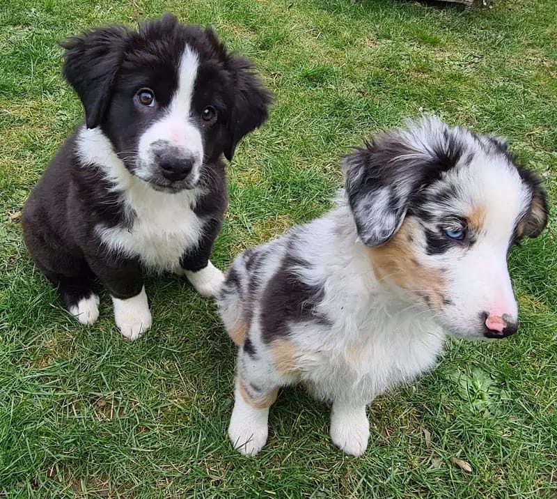 Australian Shepherd Zucht RM gallery image 2